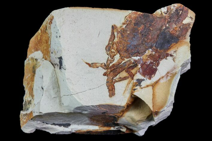 Partial Fossil Pea Crab (Pinnixa) From California - Miocene #85322